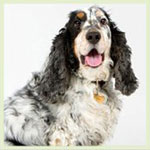 Pet Photography