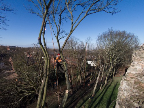Aerial photography using a drone of tree surgeon at work