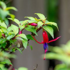 Fuchsia in bloom