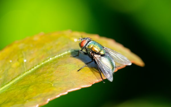 Sony 90mm f2.8 macro review